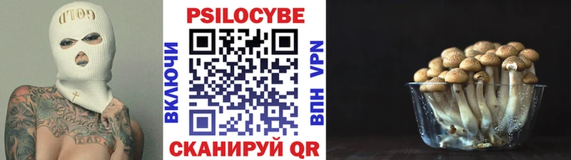 Купить  Горно-Алтайск  Галлюциногенные грибы Psilocybine cubensis 